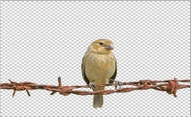change or remove background professionally